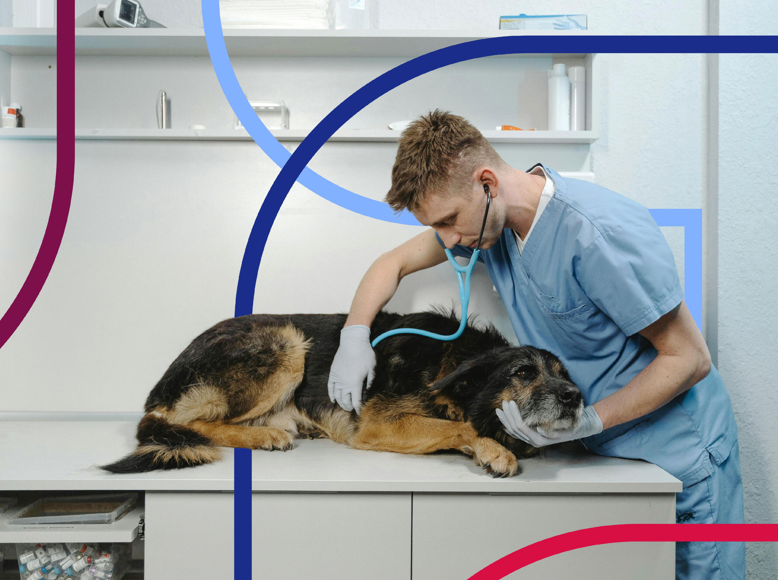 Solvstat Branding work Vet Exam with Dog